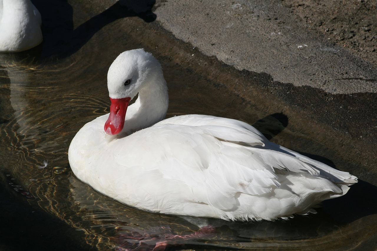 water bird swan free photo