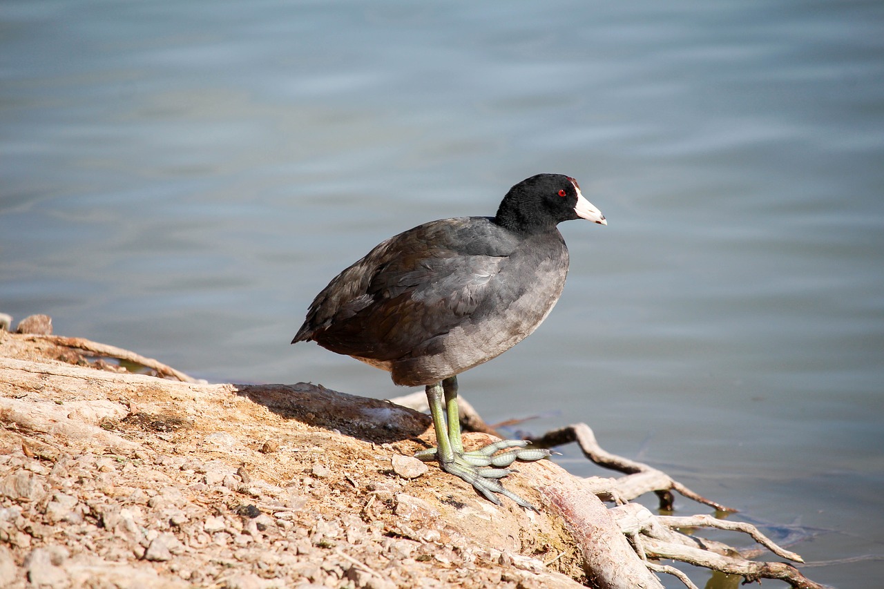 water bird wildlife free photo