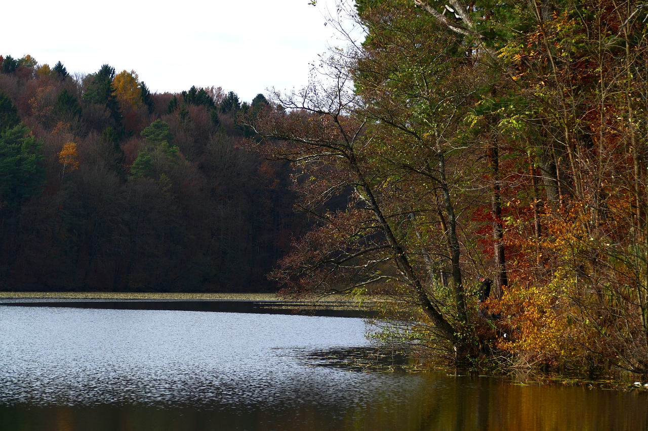 water tree nature free photo