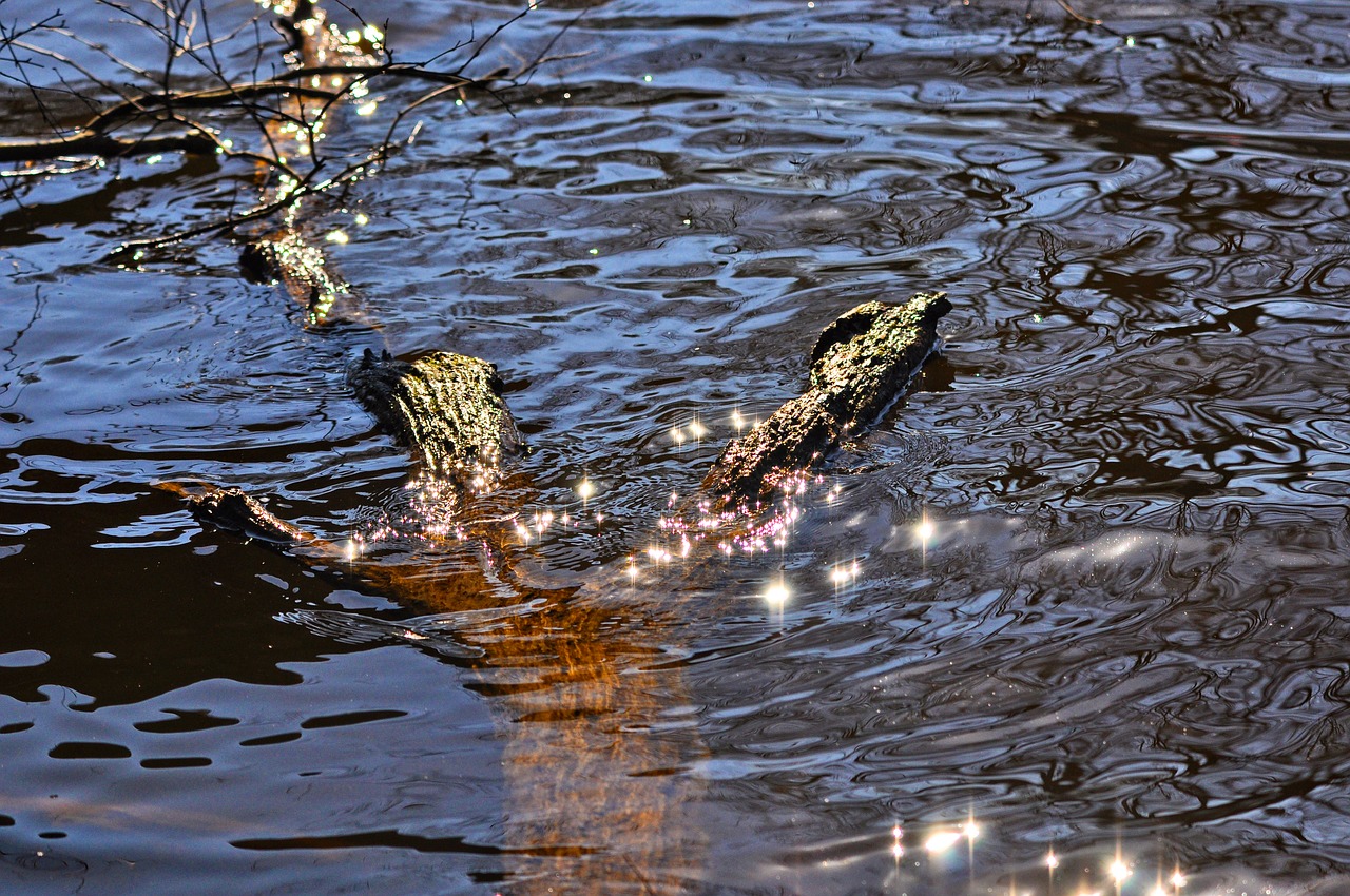 water sun glitter glitter free photo