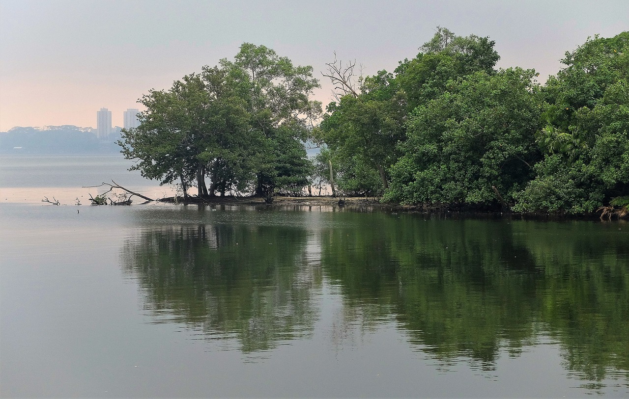 water tree nature free photo