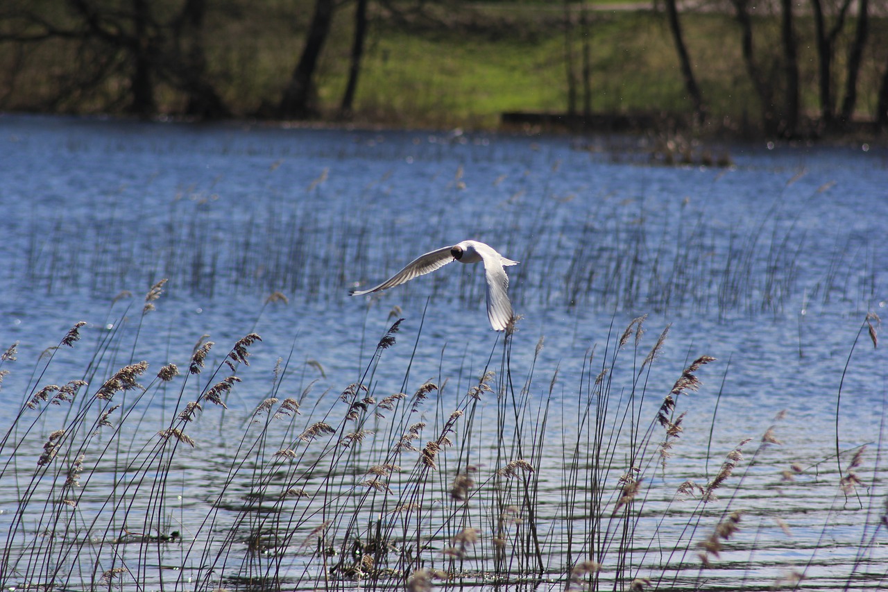 water nature lake free photo