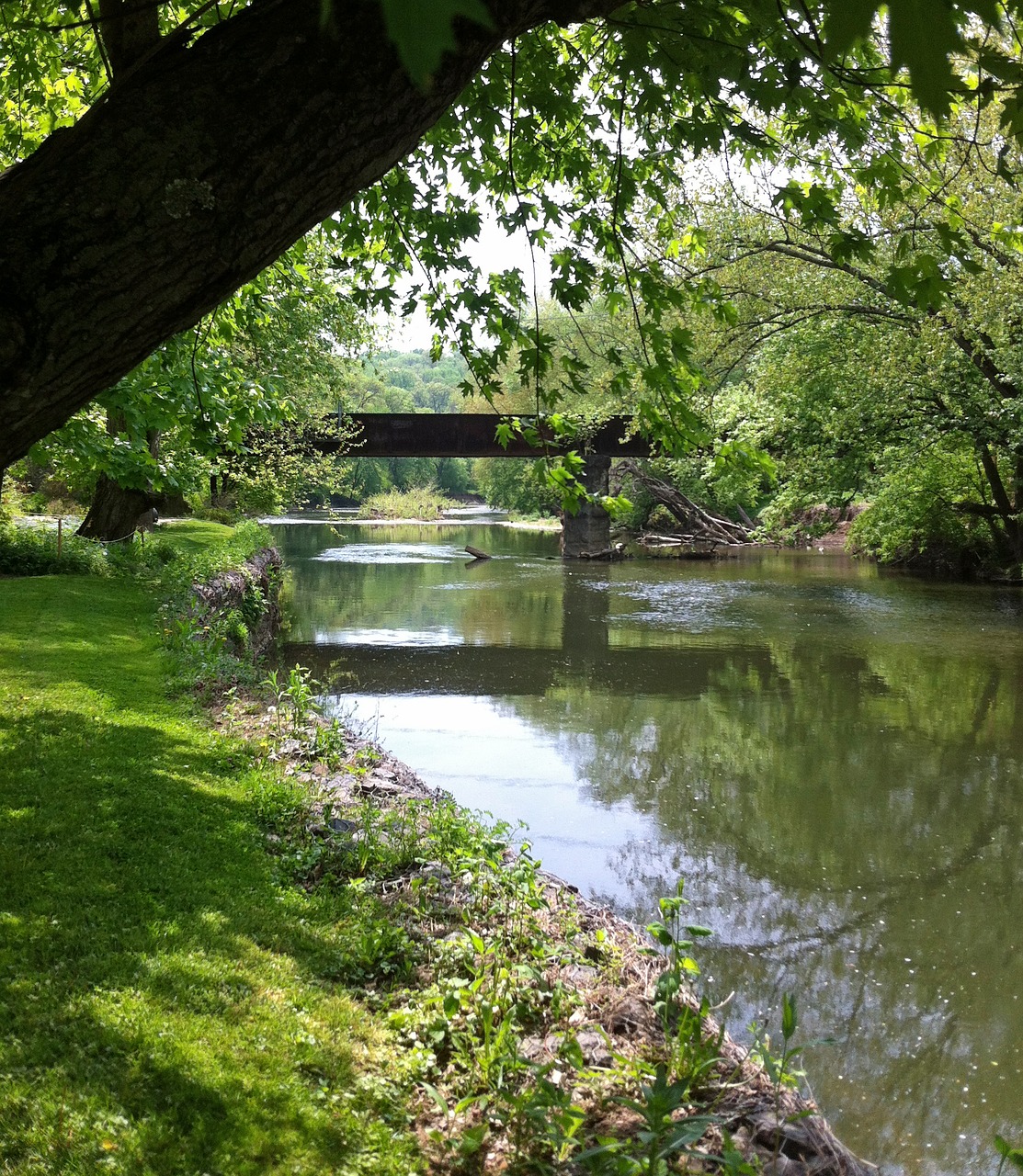 water nature tree free photo