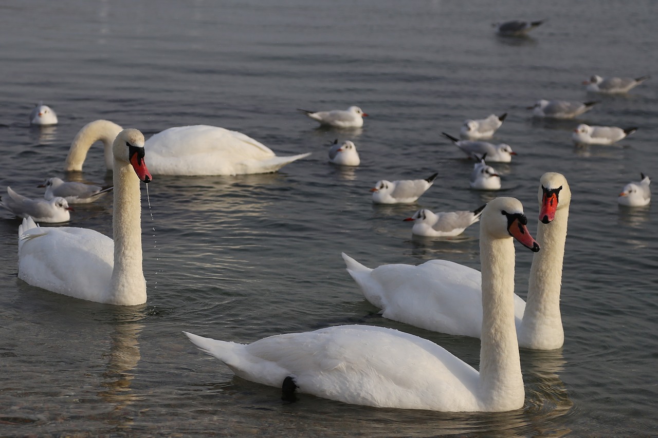 water swan bird free photo