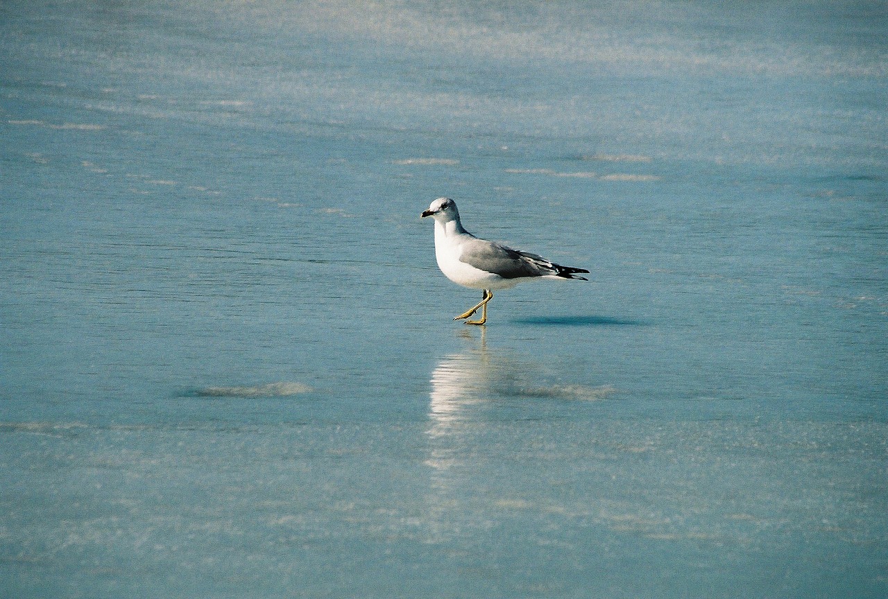 water bird sea free photo