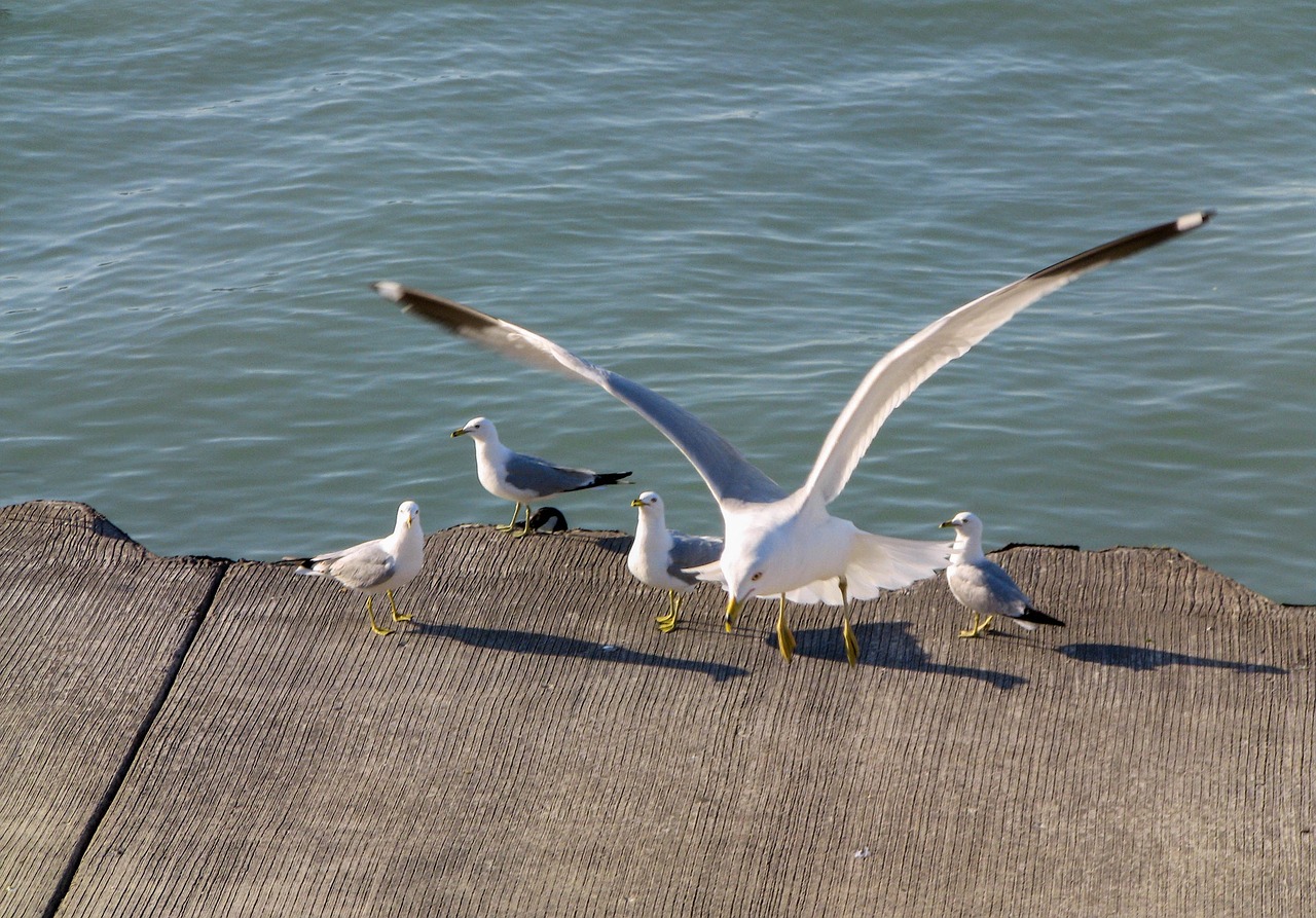 water bird nature free photo