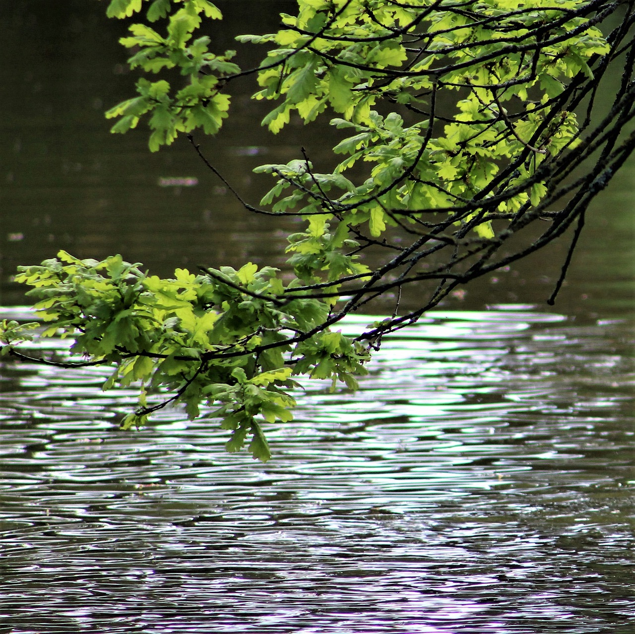 water nature reflection free photo