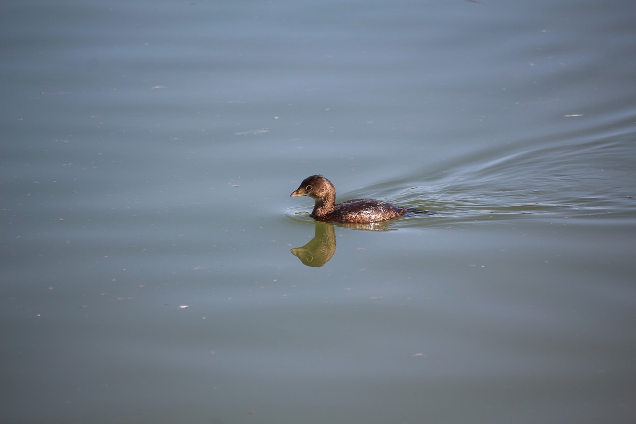 water lake duck free photo