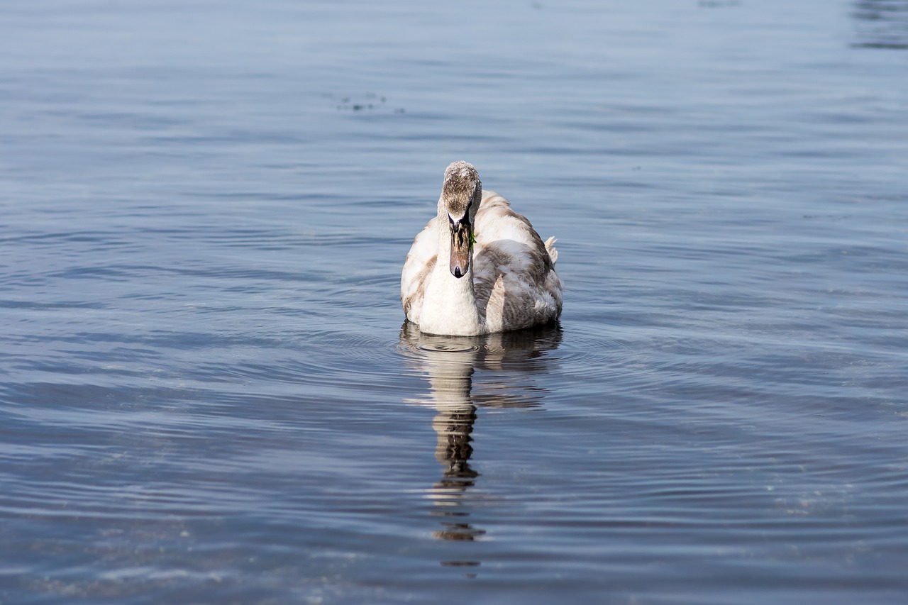 water bird lake free photo