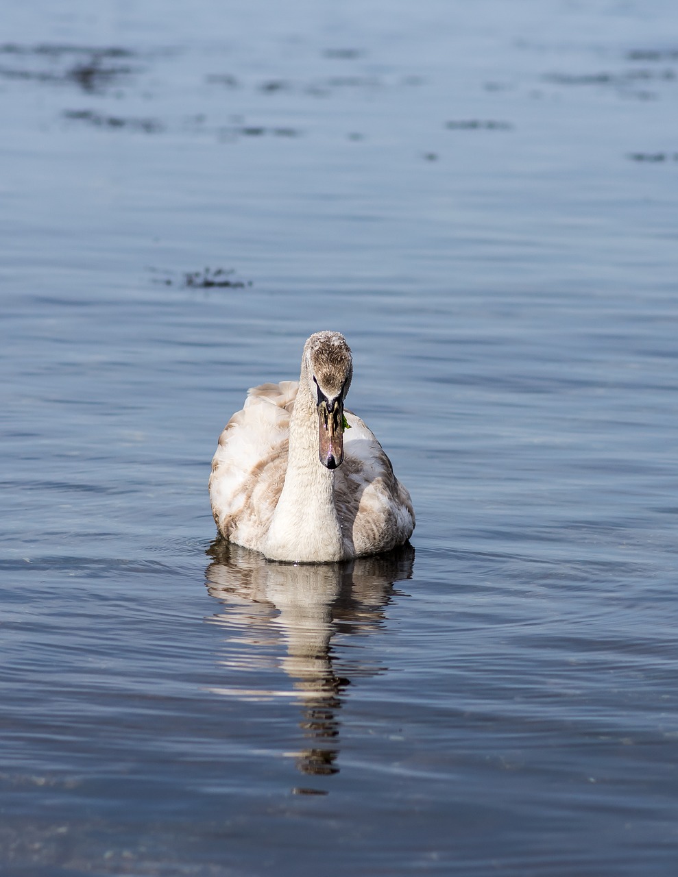 water bird lake free photo