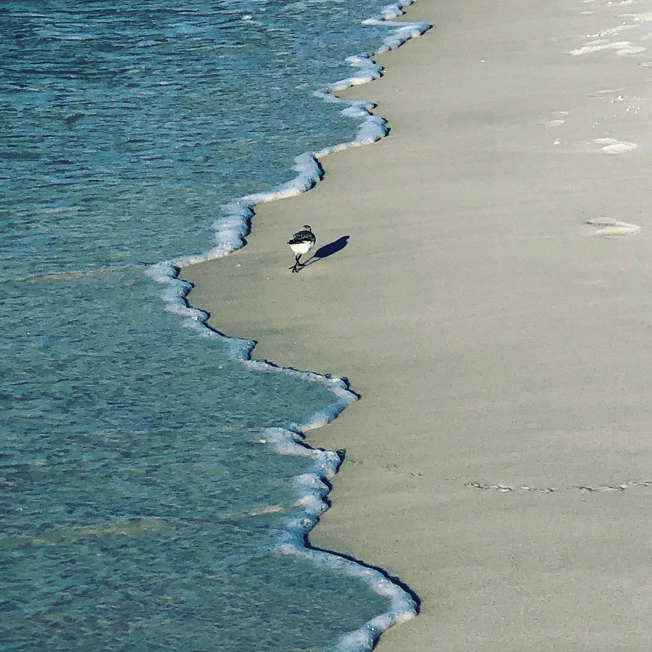 water beach seashore free photo