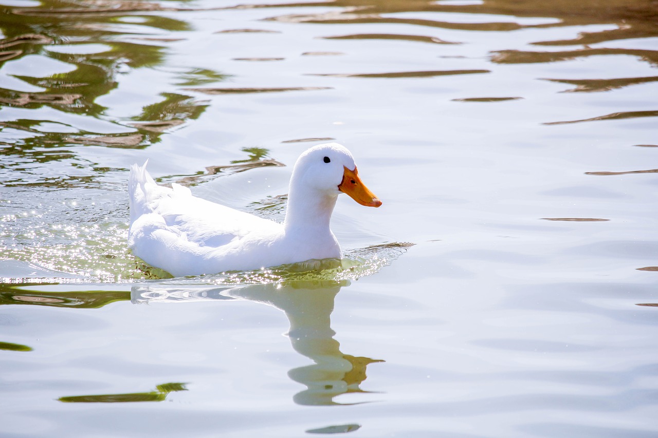 water bird duck free photo