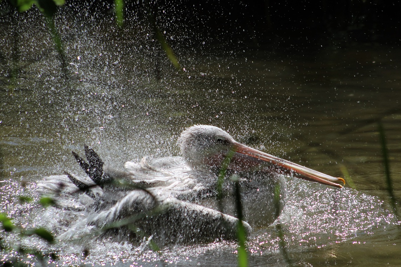 water nature bird free photo