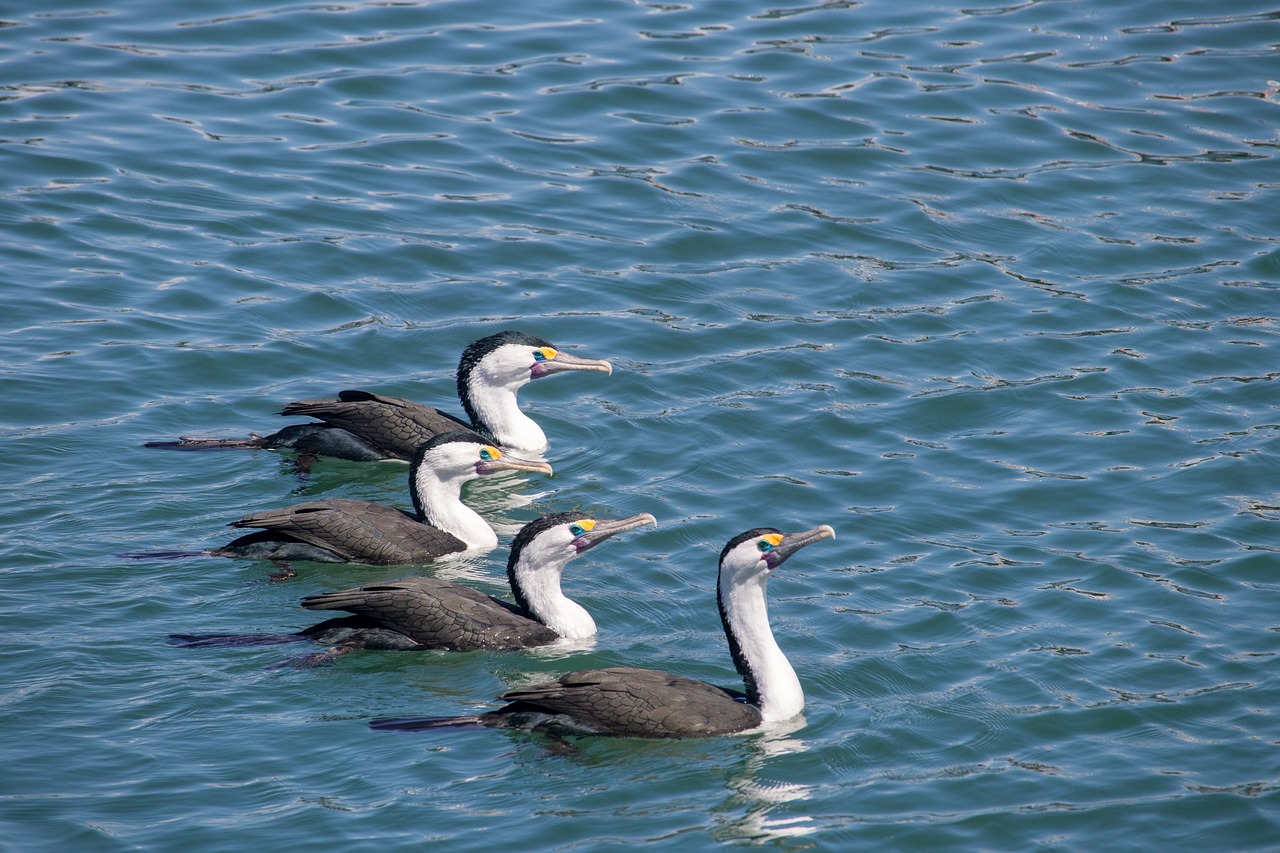 water nature sea free photo