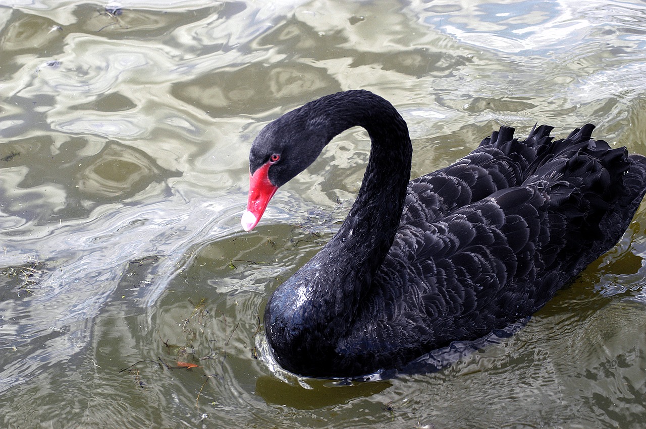 water bird nature free photo