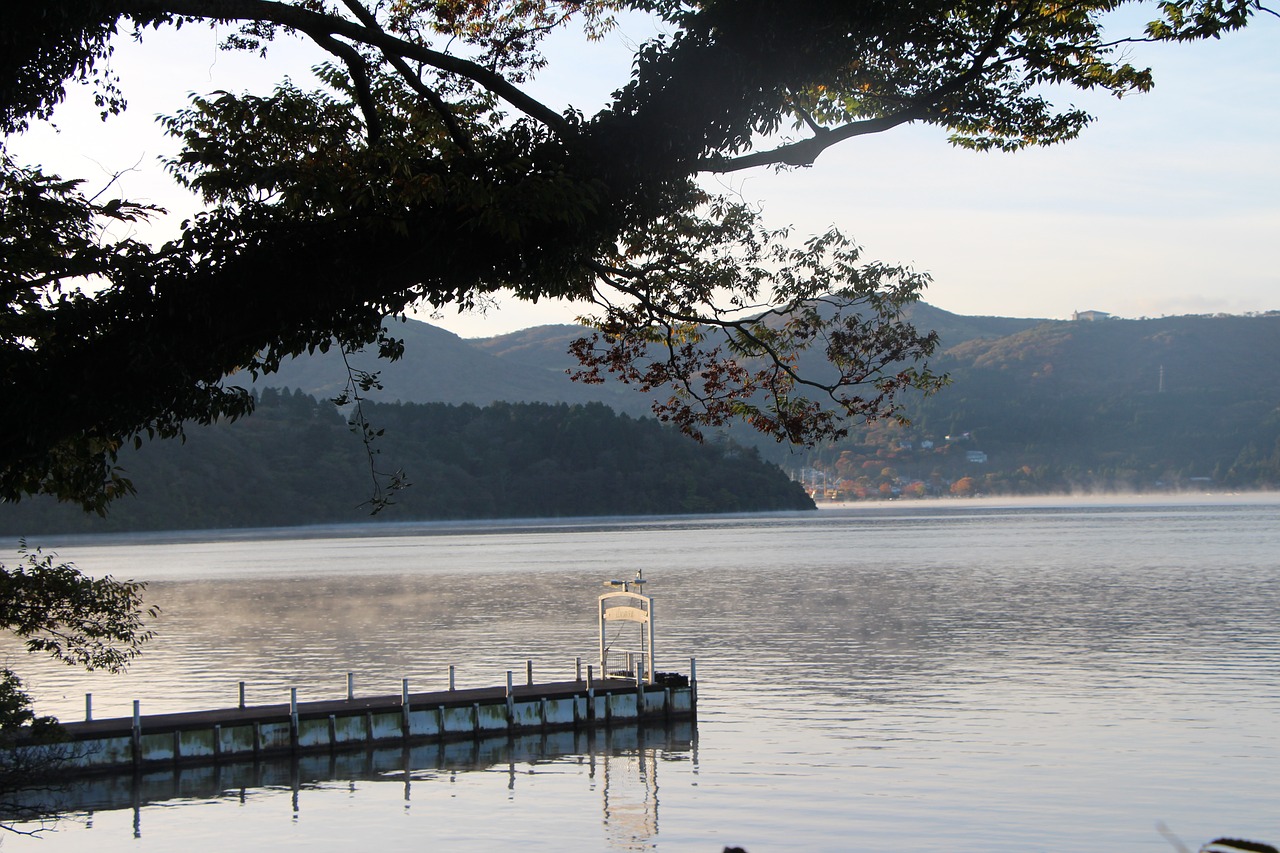 water nature tree free photo