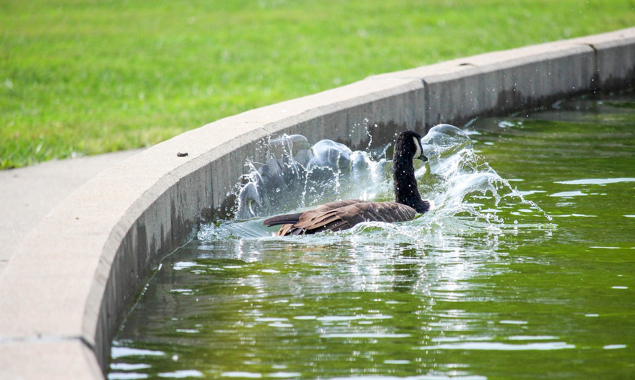 water nature wet free photo