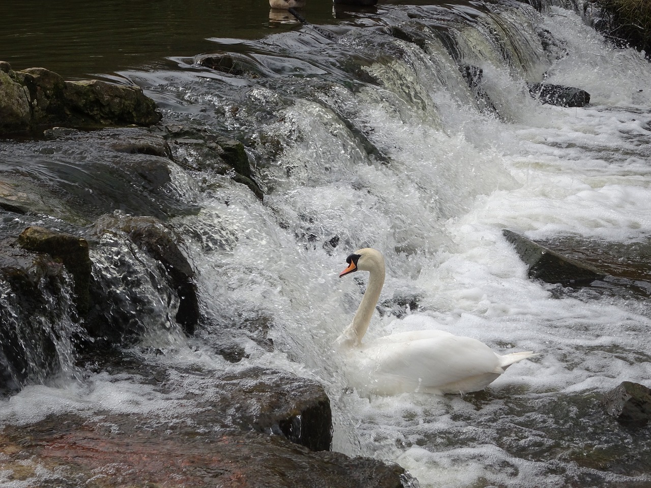 water nature river free photo