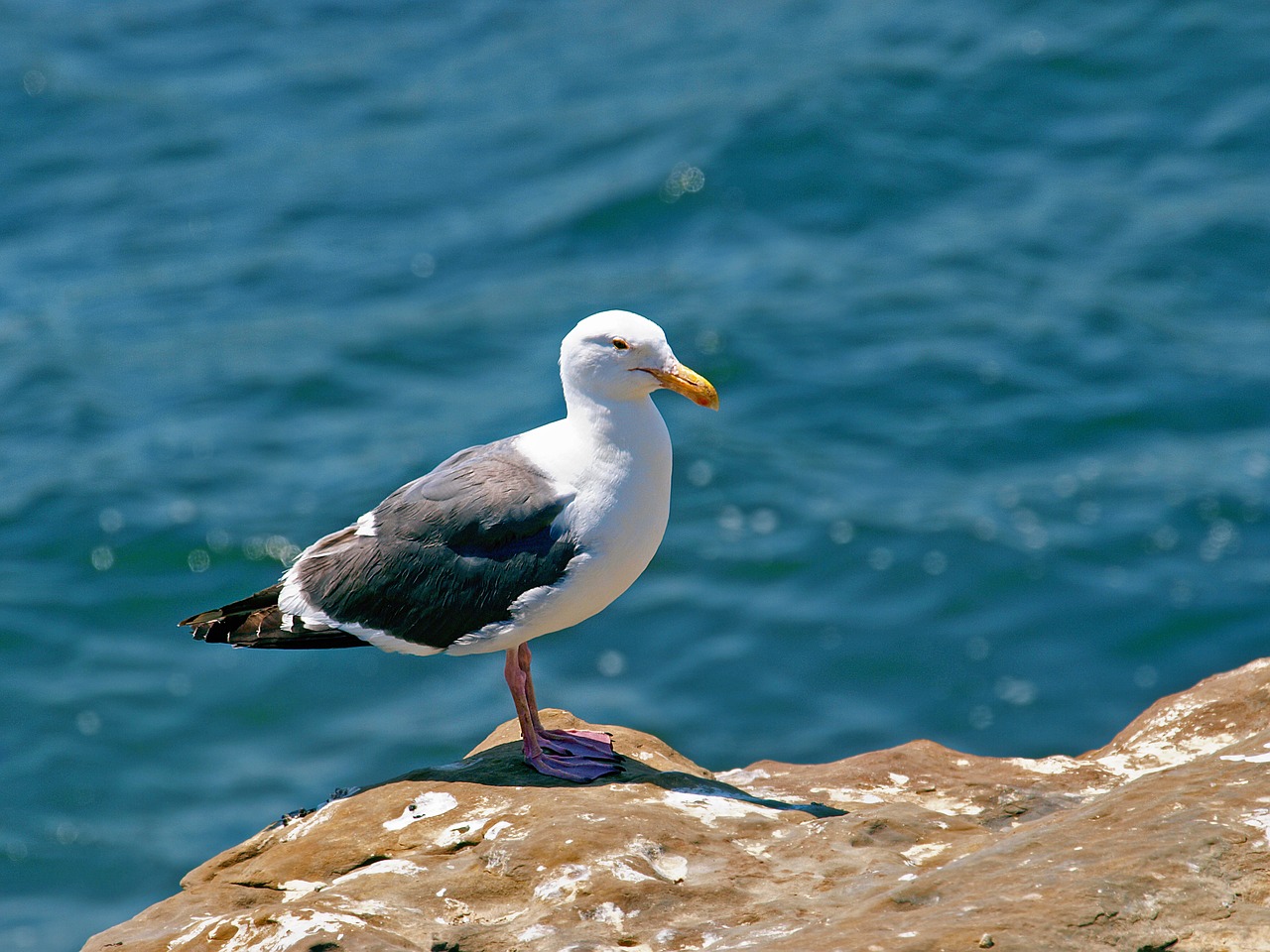 water  sea  nature free photo