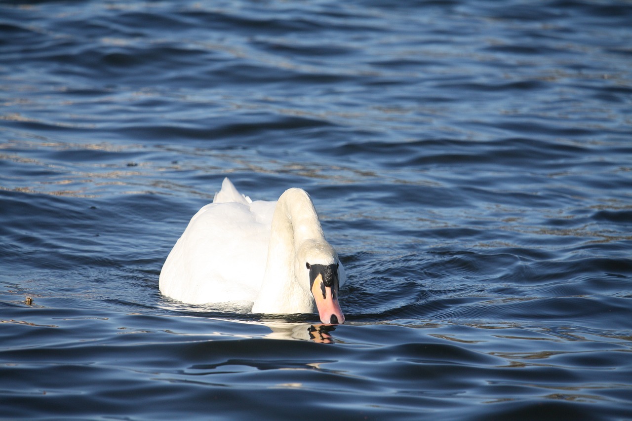 water  sea  nature free photo