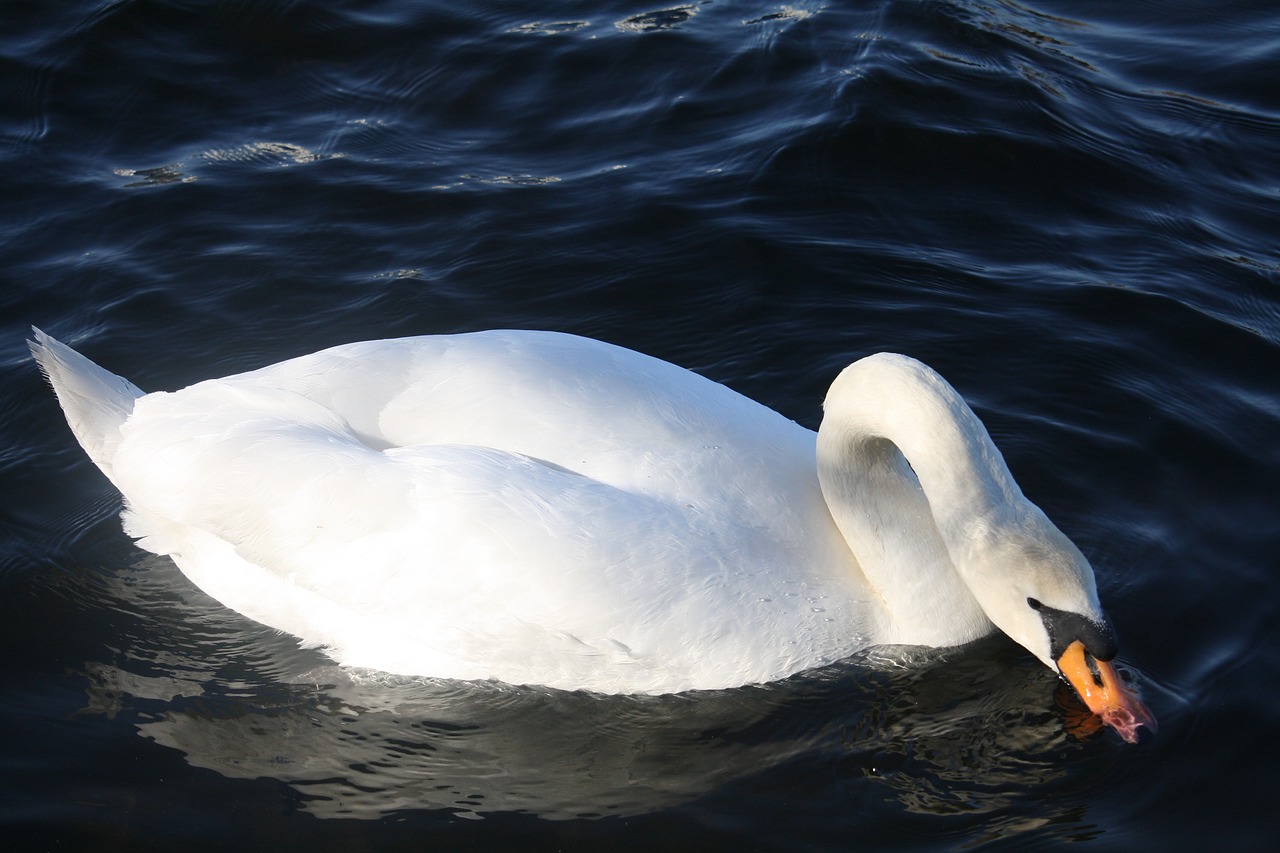 water  bird  nature free photo