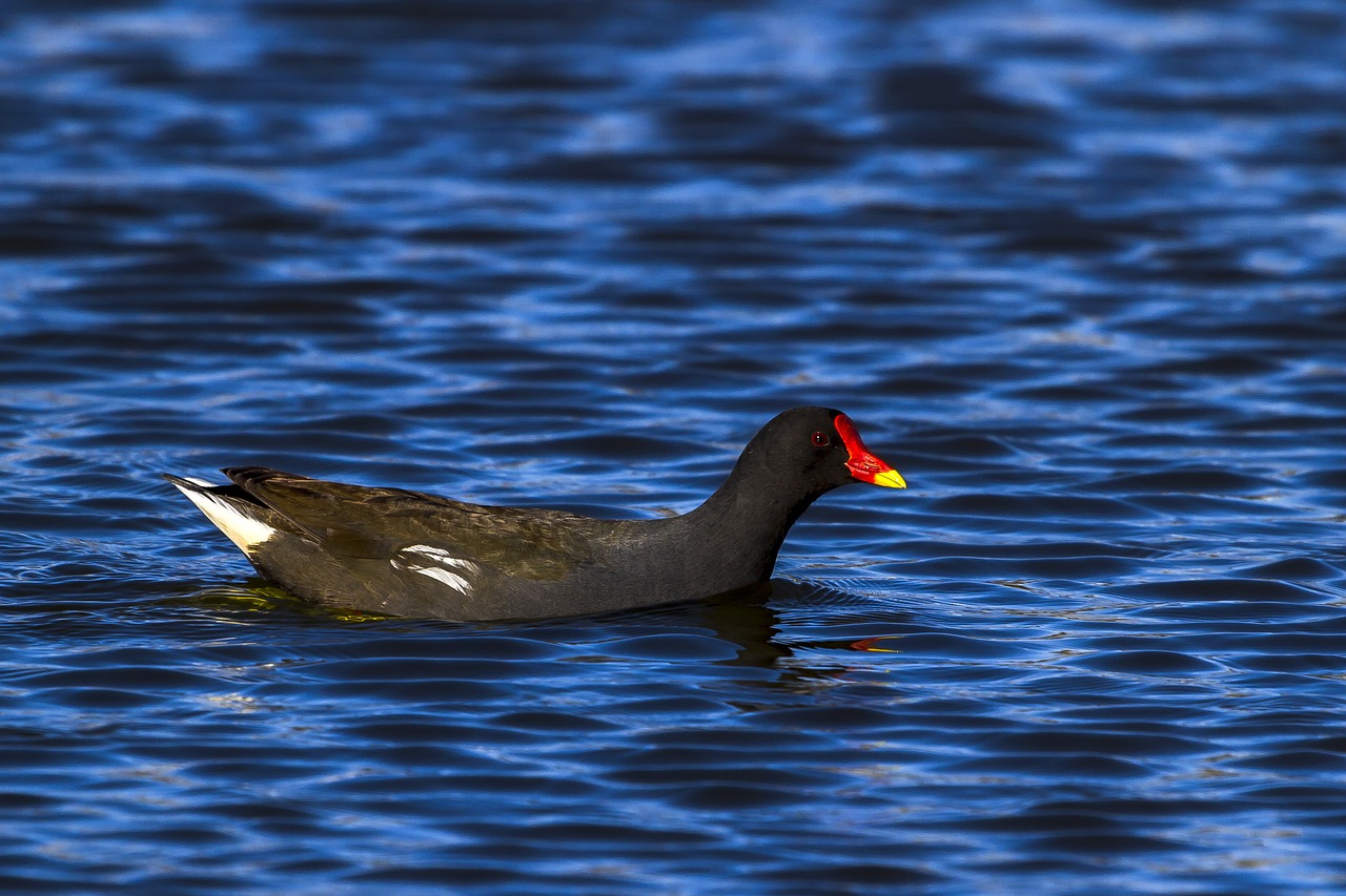 water  birds  wild free photo