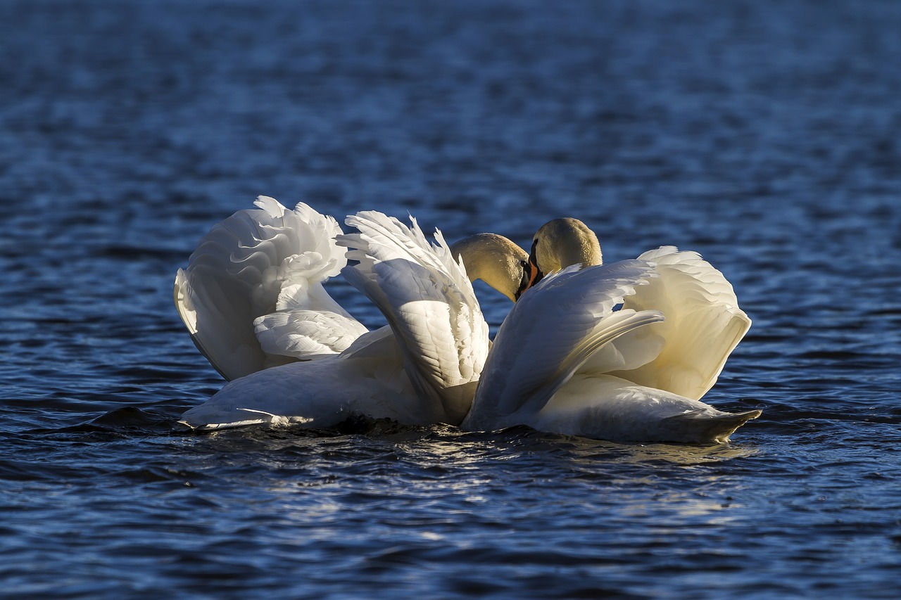 water  swans  lake free photo