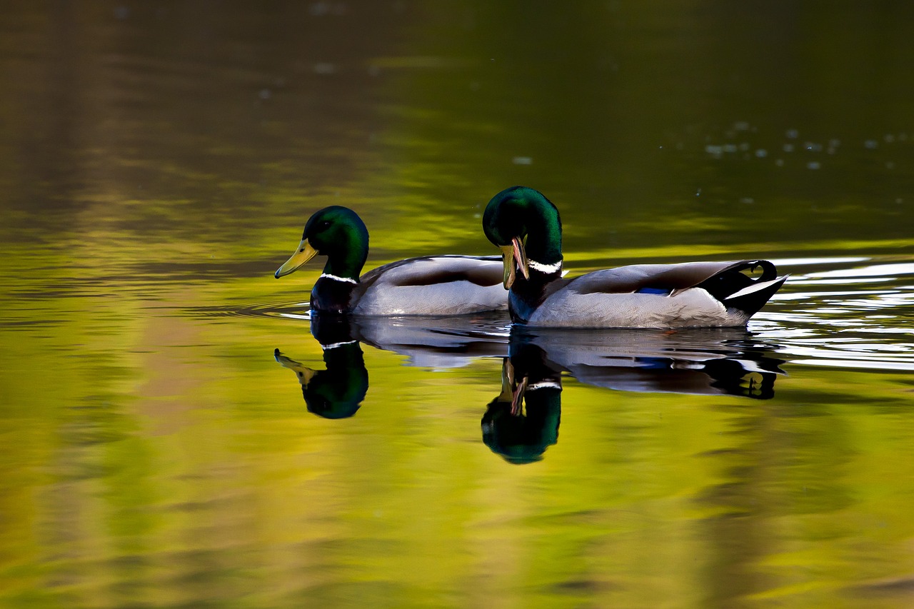 water  mallard  birds free photo