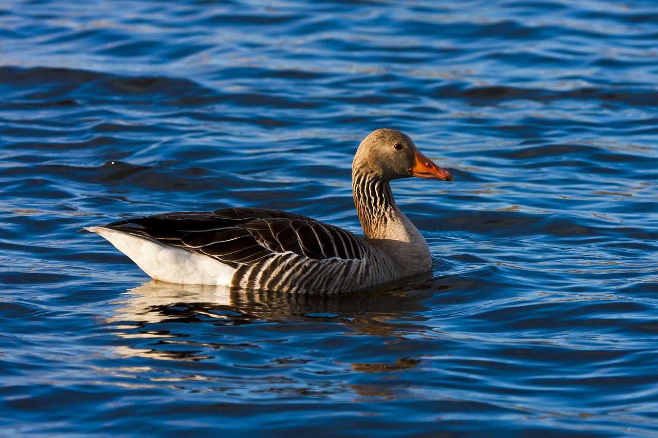 water  birds  the nature of the free photo