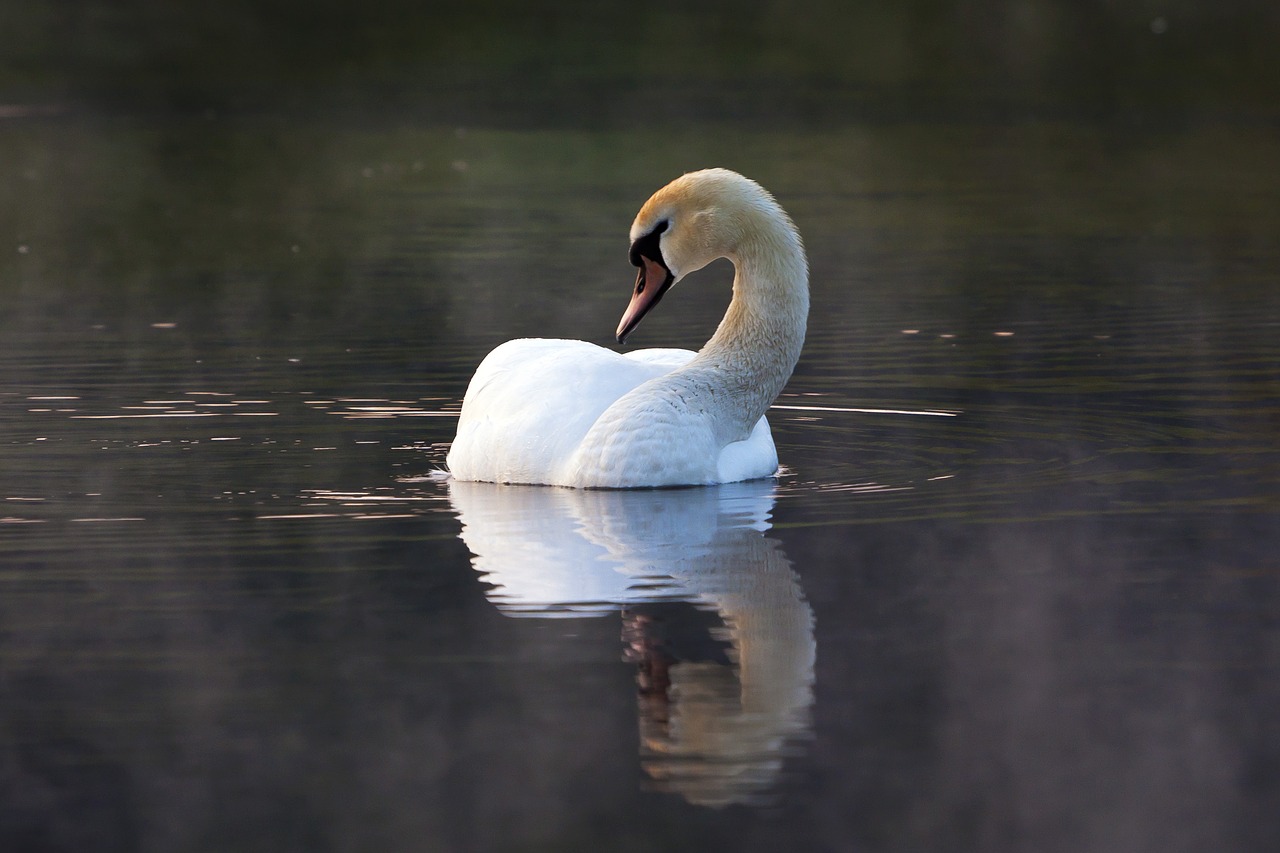 water  birds free pictures free photo