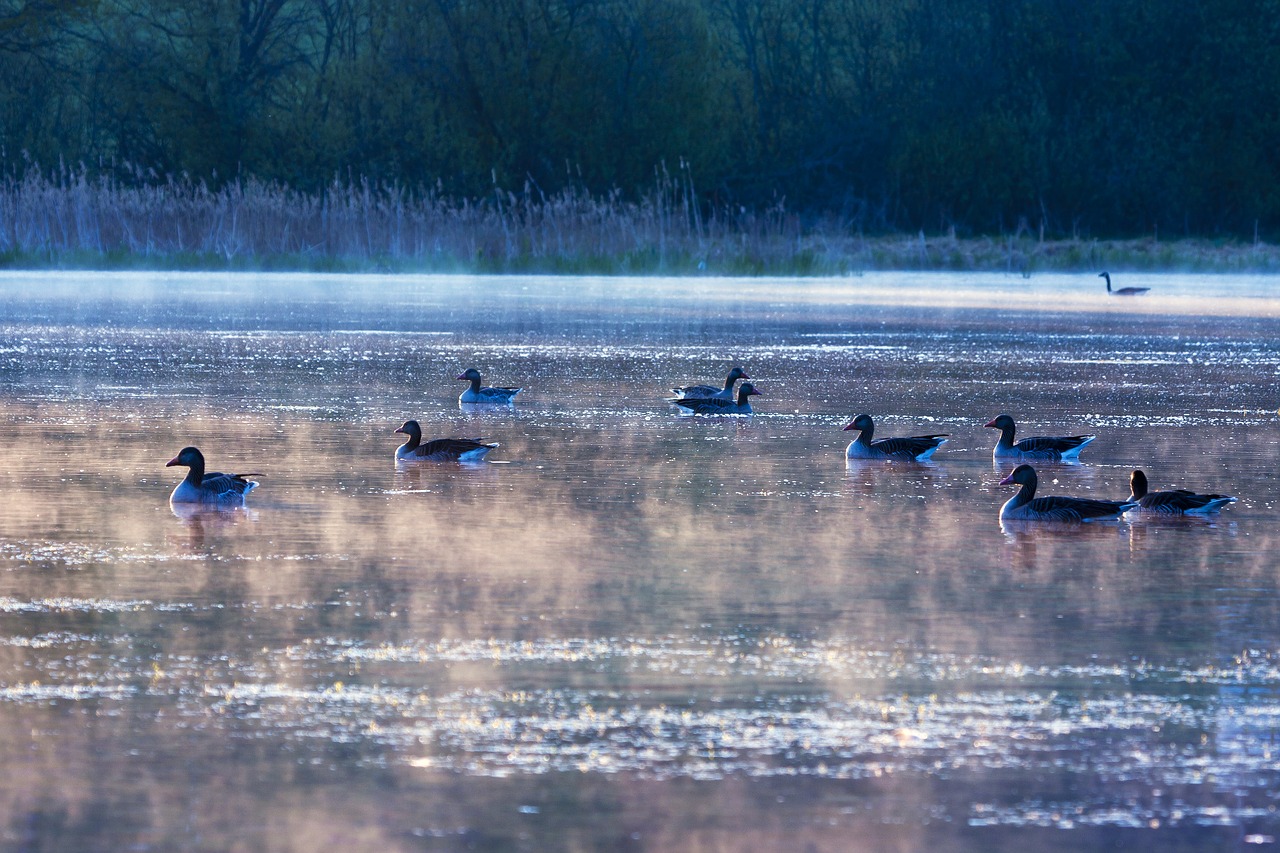 water  birds  grågås free photo