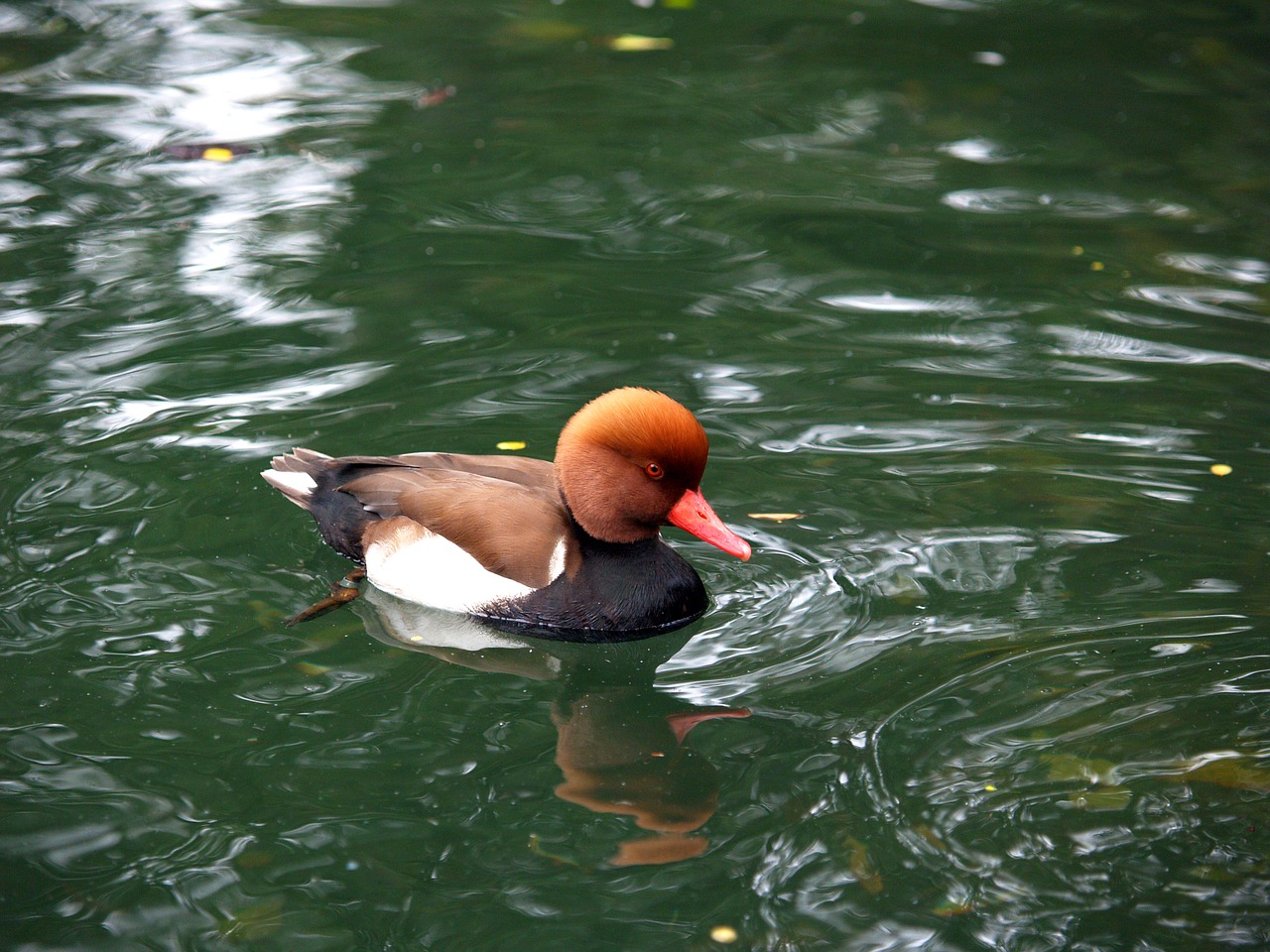 water  swimming  duck free photo