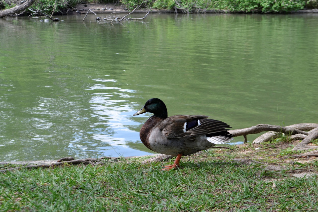 water  nature  lake free photo