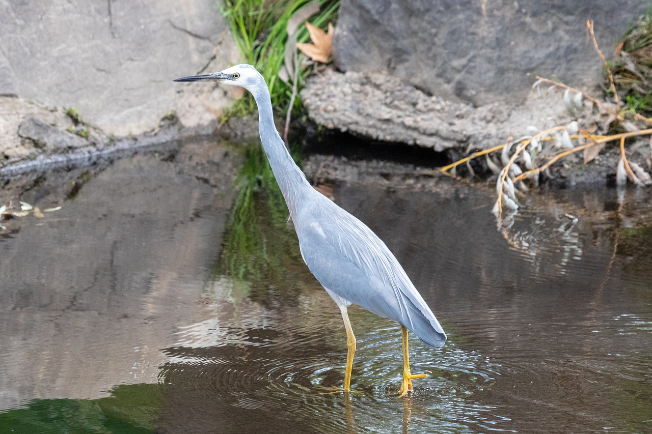 water  nature  bird free photo