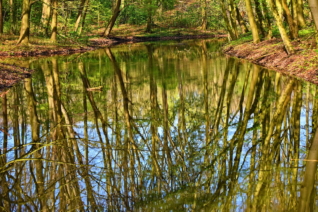 water  pond  reflections free photo