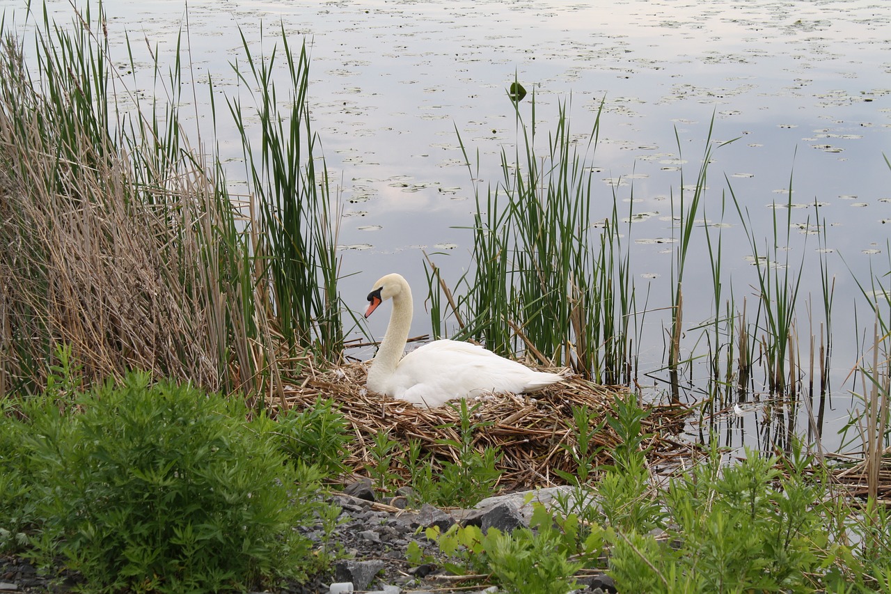 water  nature  lake free photo