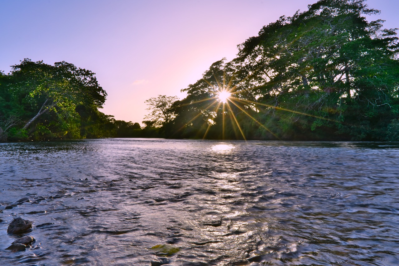 water  nature  tree free photo