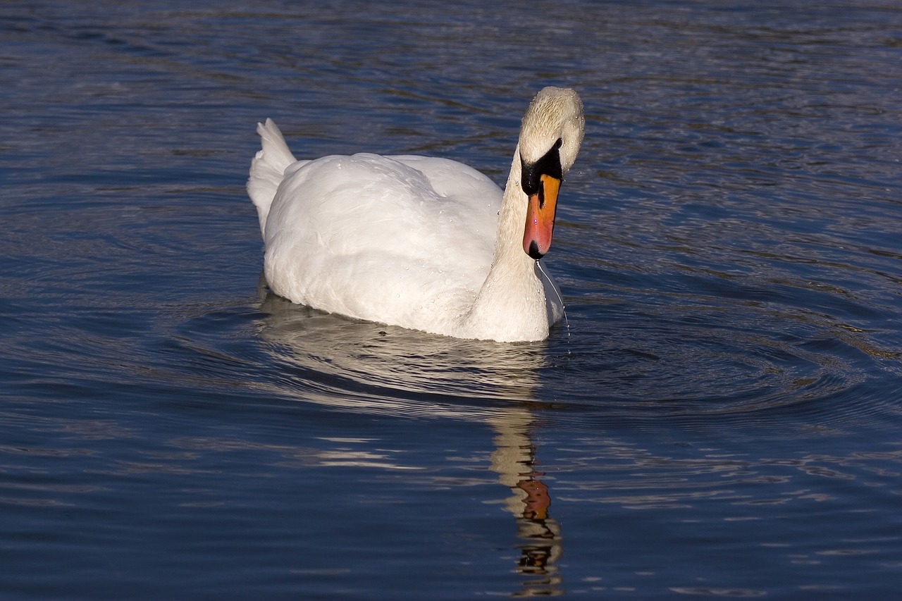 water  birds  swans free photo