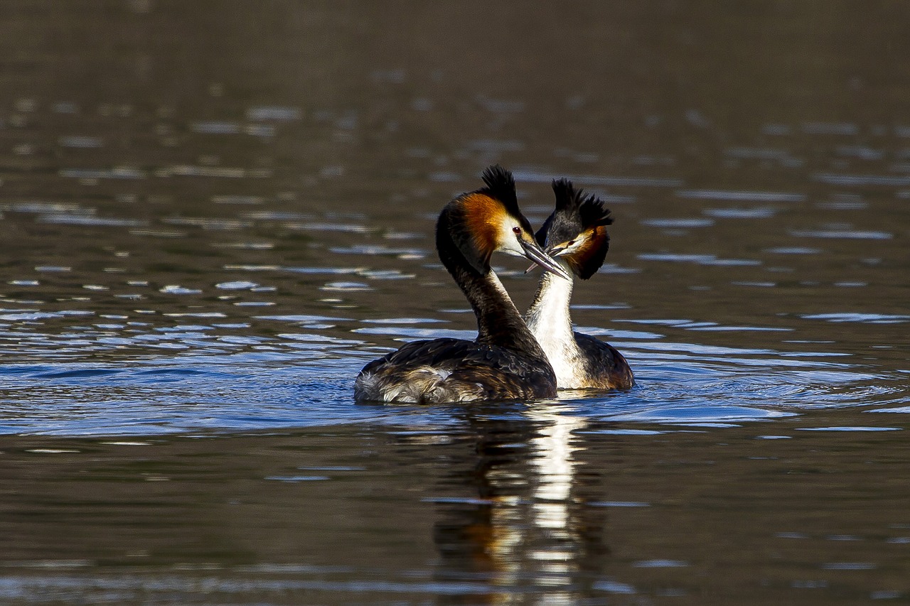 water  birds  toppdykker free photo