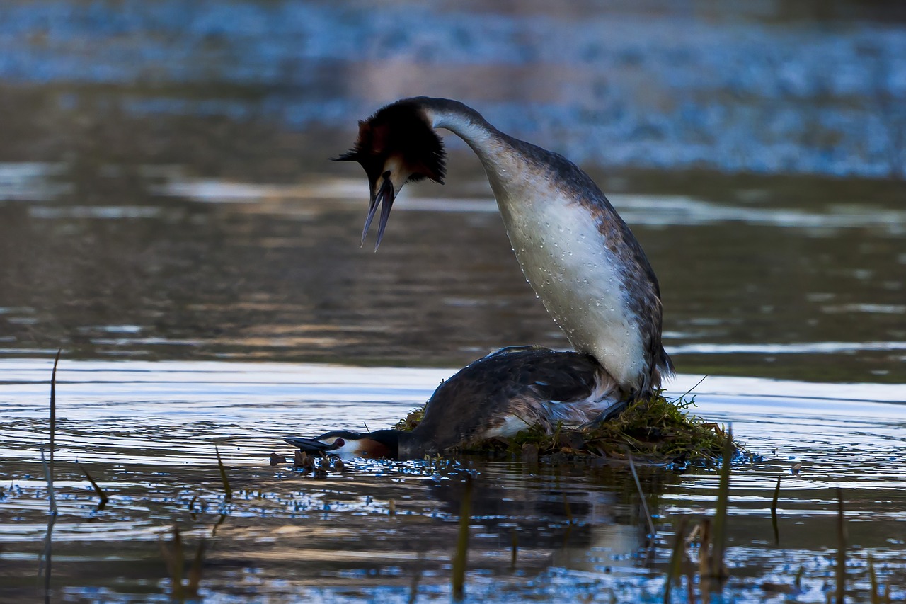 water  birds  the nature of the free photo