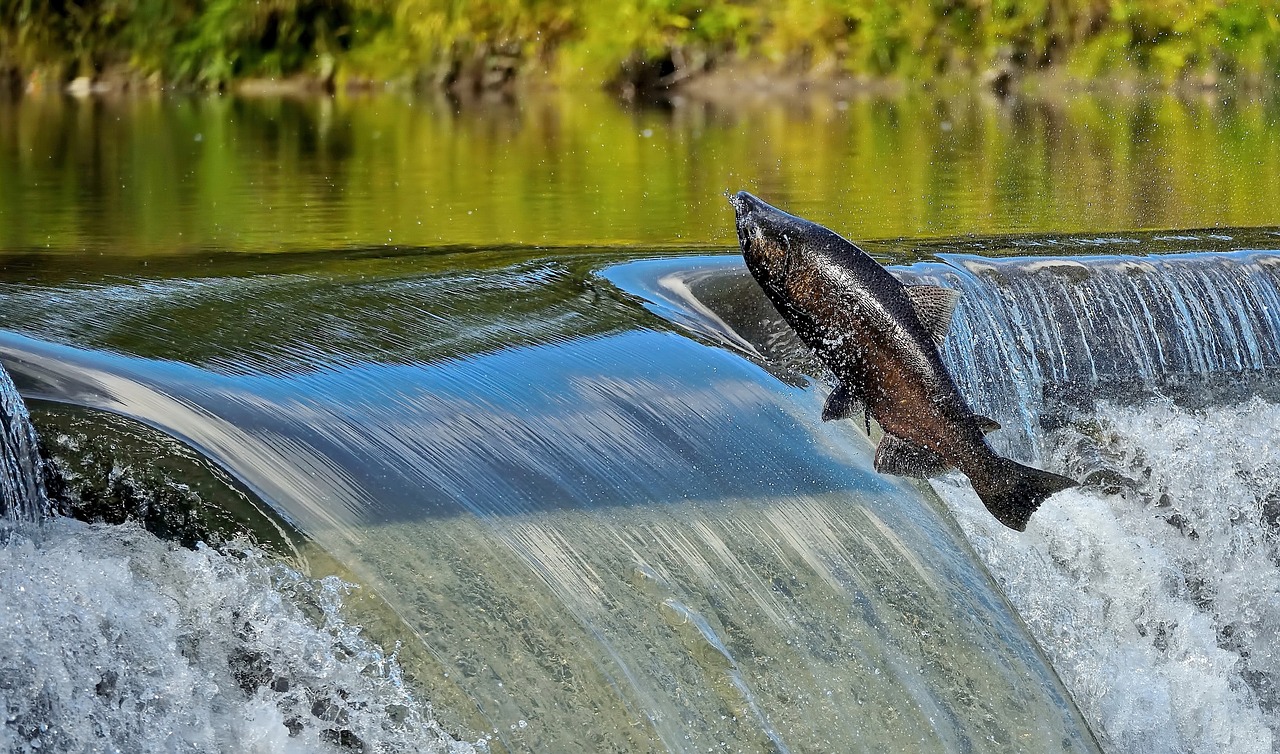 water  nature  river free photo