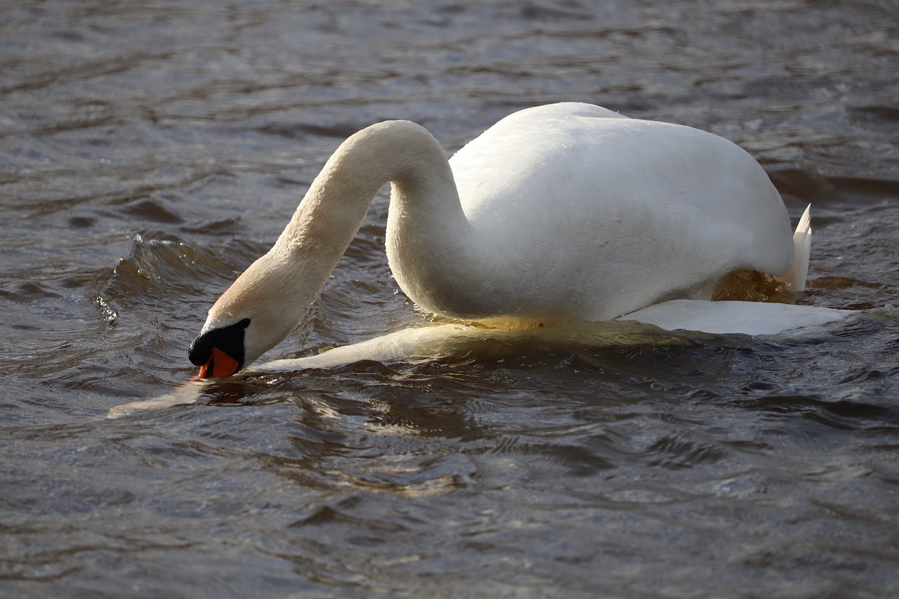 water  bird  wildlife free photo