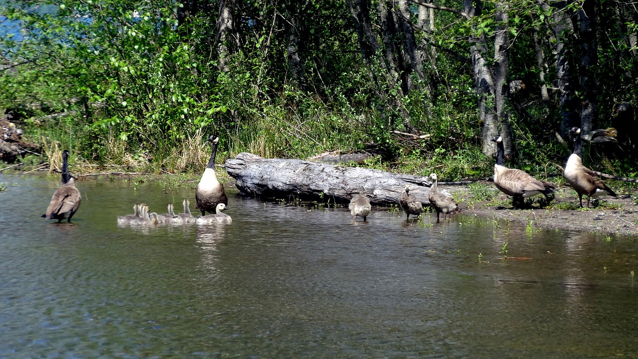 water  nature  river free photo