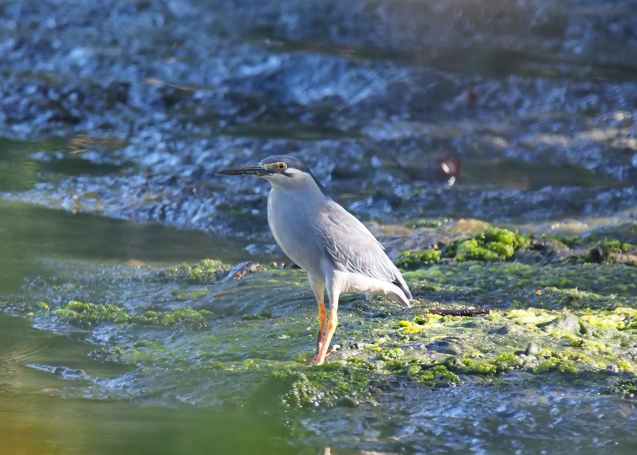 water  nature  bird free photo