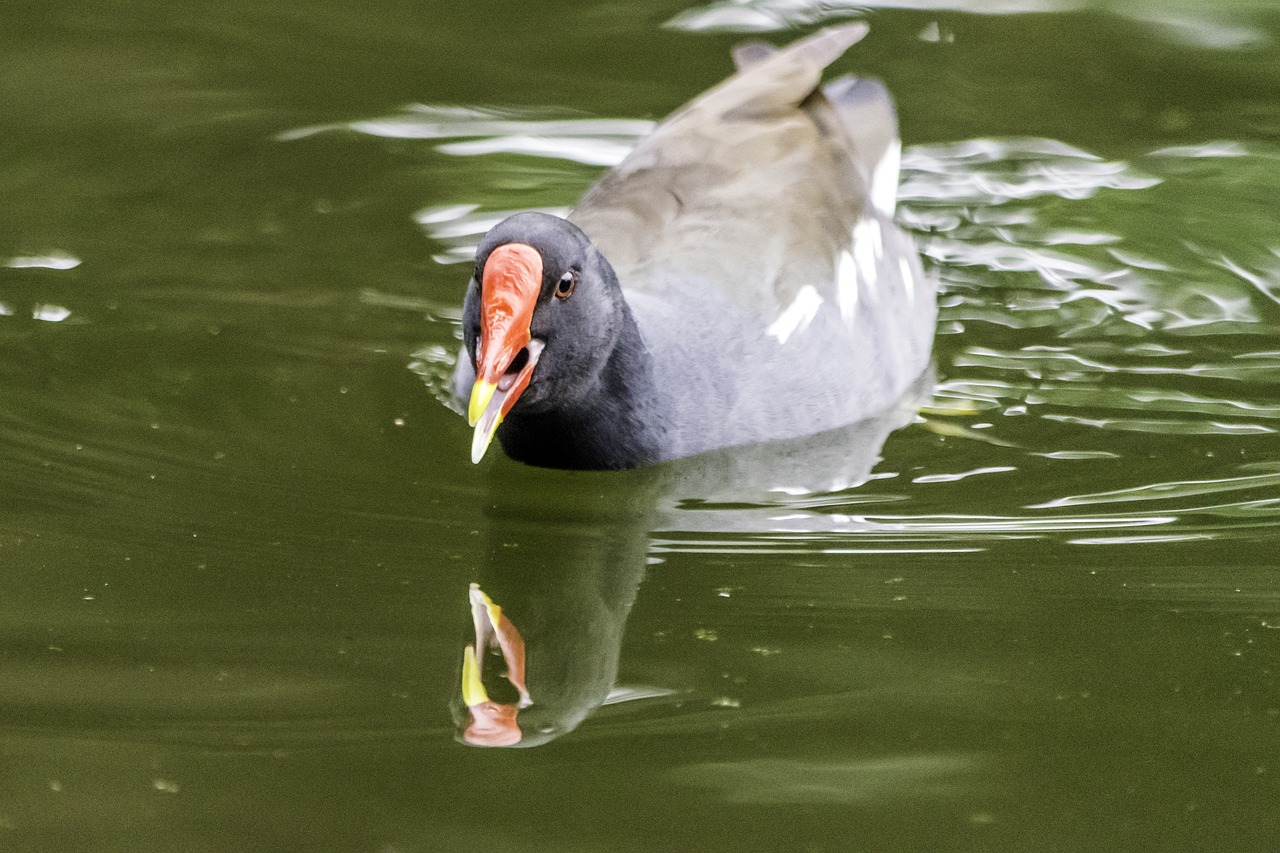 water  wildlife  pool free photo