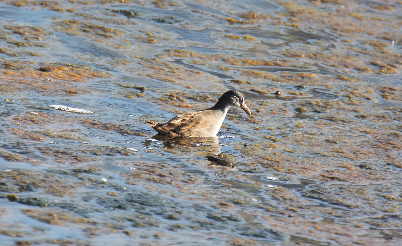 water  nature  bird free photo