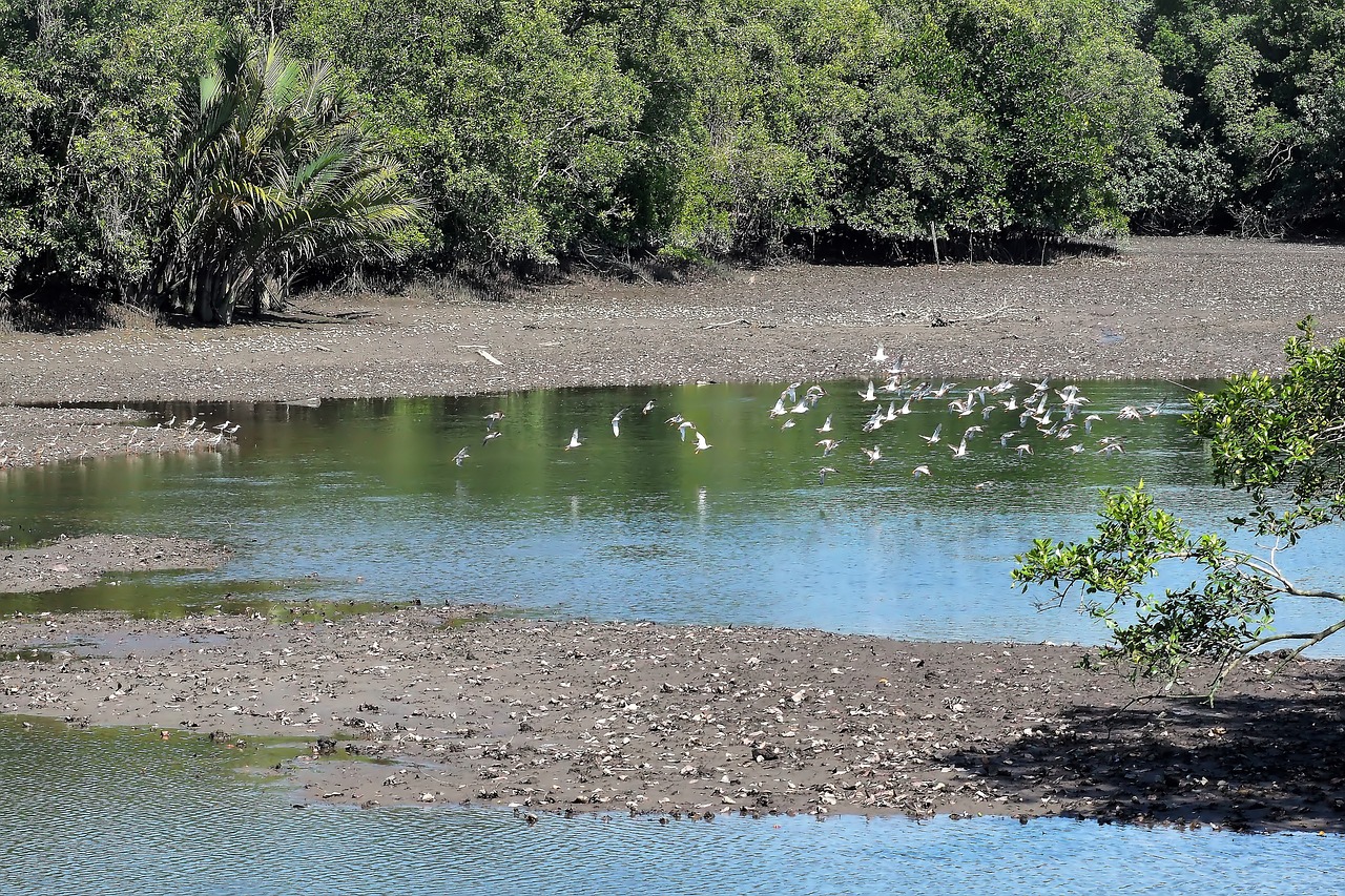 water  nature  river free photo