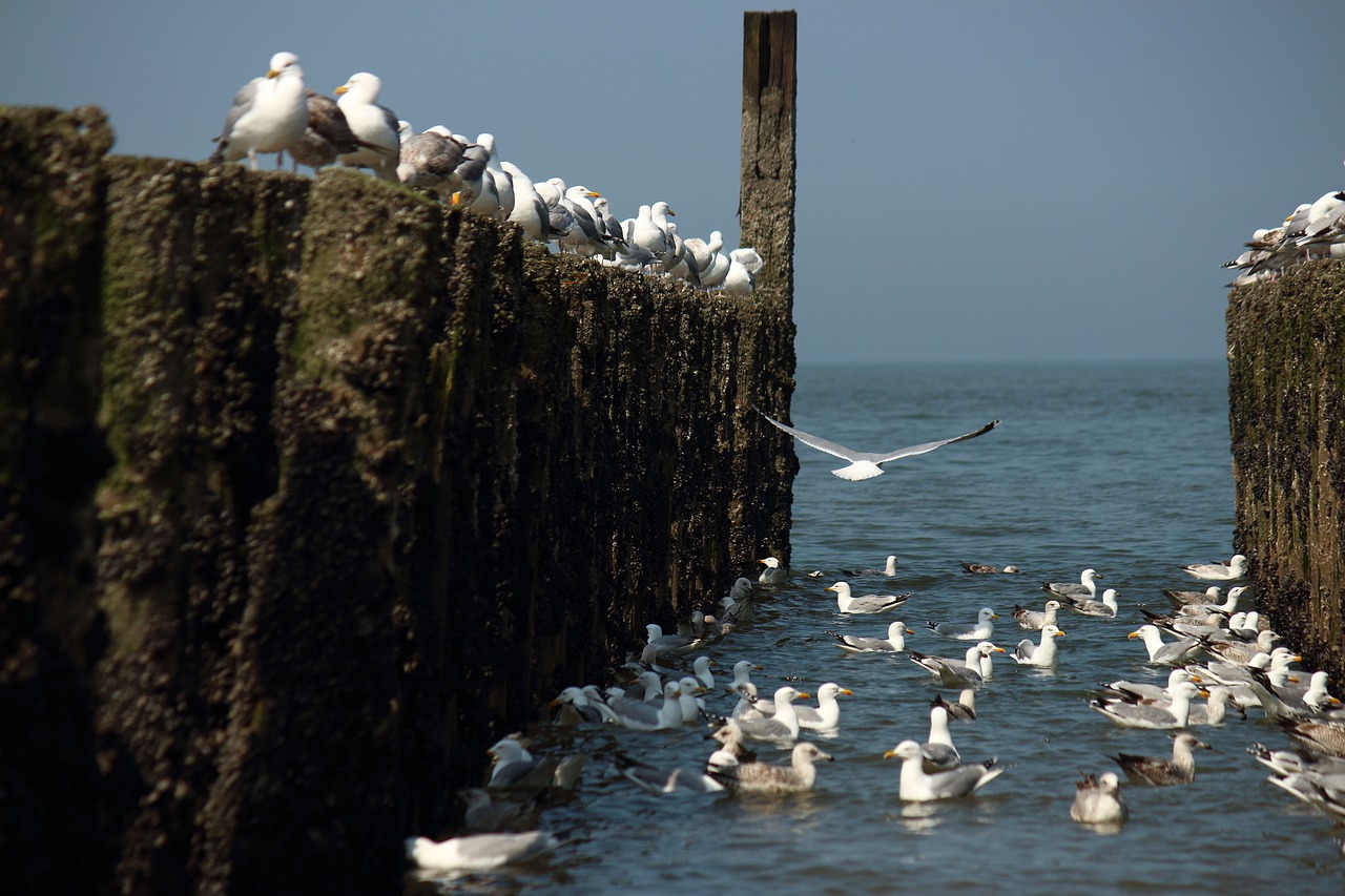 water  nature  birds free photo