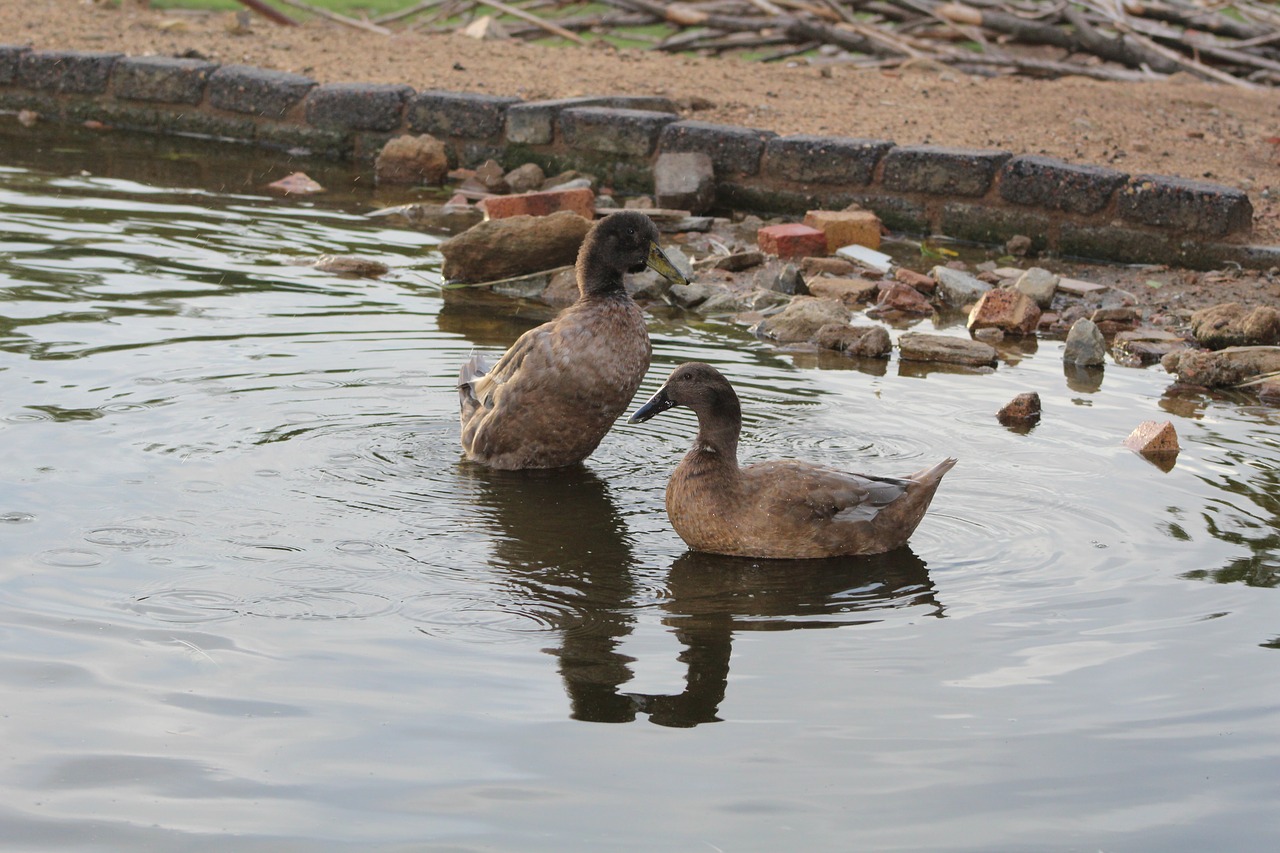 water  bird  nature free photo