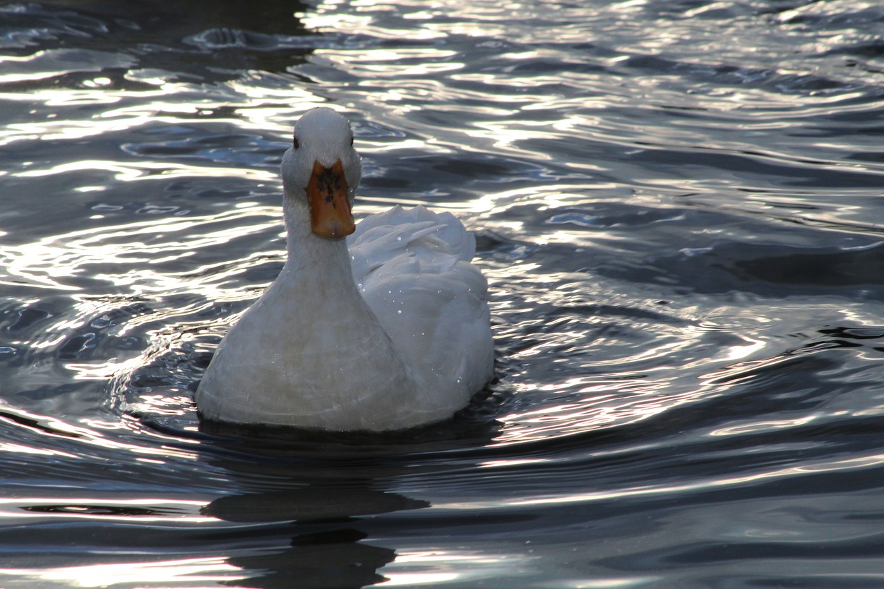 water  bird  lake free photo